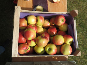 Bundesjugendspiele Dobel 2019