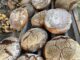 Zahlreiche selbst gebackene, runde Brotlaibe liegen auf einem hölzernen Gitter vor einem Stapel Brennholz. Die knusprigen, bemehlten Krusten sind mit unterschiedlichen Mustern verziert, darunter Initialen, Herzen, eine Sonne und ein lachendes Gesicht. Die Brote wurden von den Drittklässlern der Naturpark-Grundschule Dobel im Backhäusle hergestellt.