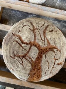 ): Ein frisch gebackenes, rundes Bauernbrot liegt auf einem hölzernen Gitter. Die bemehlte, goldbraune Kruste zeigt ein kunstvoll eingeritztes Baummotiv mit weit verzweigten Ästen. Das Brot entstand beim Backmodul der Naturpark-Grundschule Dobel.